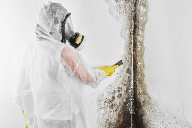 Best Black Mold Remediation in Coker, AL