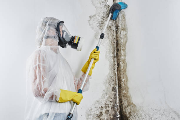 Best Health and Safety Mold Remediation in Coker, AL